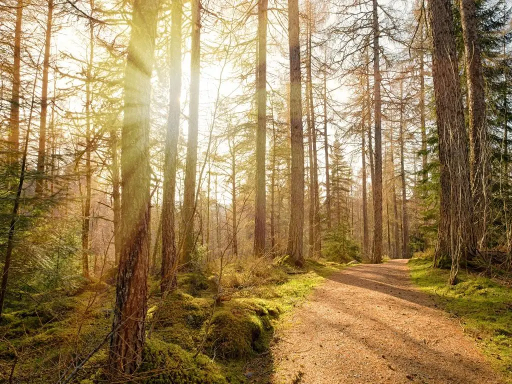 a dirt road through a forest with trees at Glomach Lodge at Lochletter Lodges in Drumnadrochit