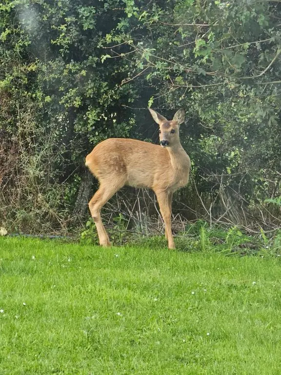 a deer standing in a field of grass at Turadh 'a break in the clouds' in Dunbeath