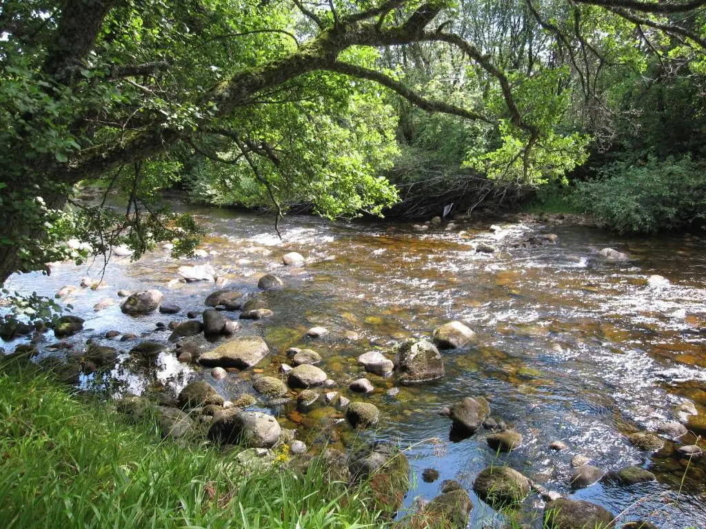a river with rocks and trees in a forest at Dalrachney Lodge in Carrbridge