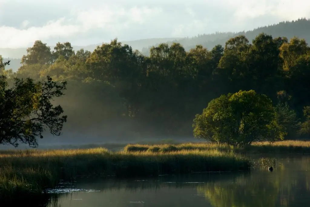 a misty morning on a river with trees in the background at Loch Kinord Hotel in Dinnet