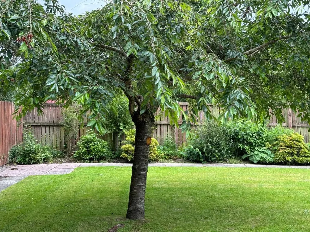 a tree in the middle of a yard at Oaklyn,Highland Village of Beauly, Quiet Neighbourhood, One Bed, Min 5 nights in Beauly