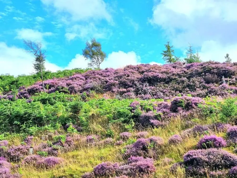 a field of purple flowers on top of a hill at Heath House Loch Ness in Errogie