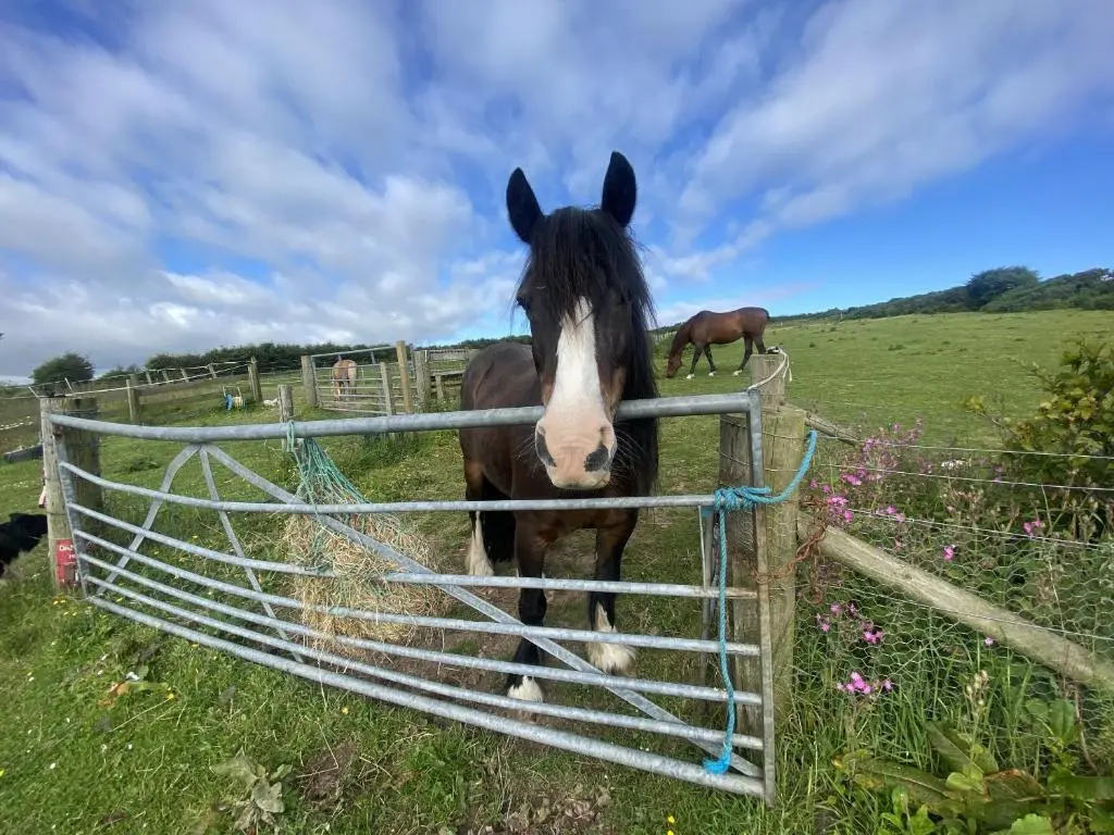 a horse standing behind a fence in a field at Greenley Croft Glamping by Wigwam in Crovie