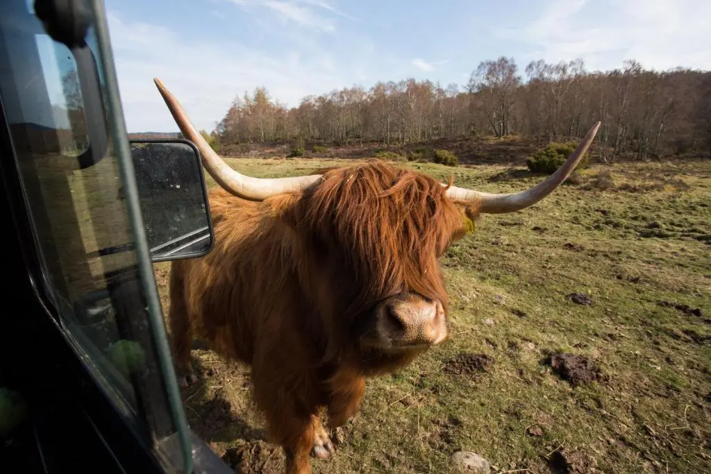 a brown bull standing in a field next to a vehicle at Bluebell Lodge - Sleeps 4 Loch & Woodland in Strathpeffer