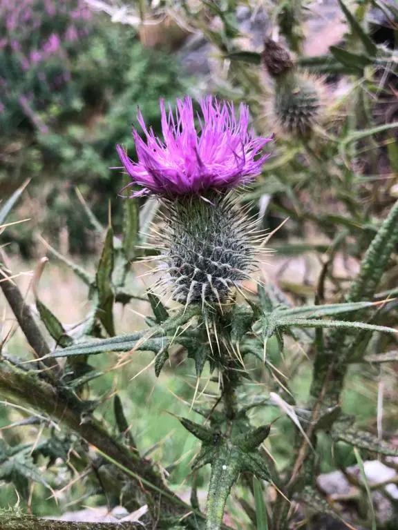 a purple flower on top of a thorny plant at The Three Kings Inn in Cullen