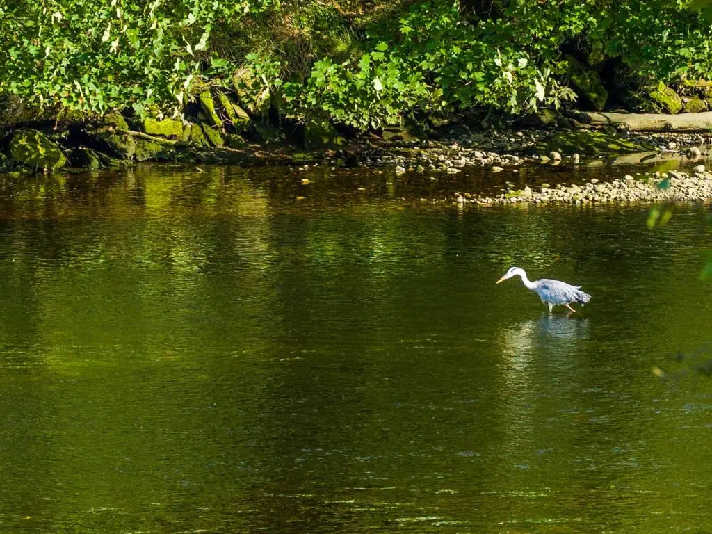 a bird standing in a body of water at Taigh Na Tunnagan in Nairn