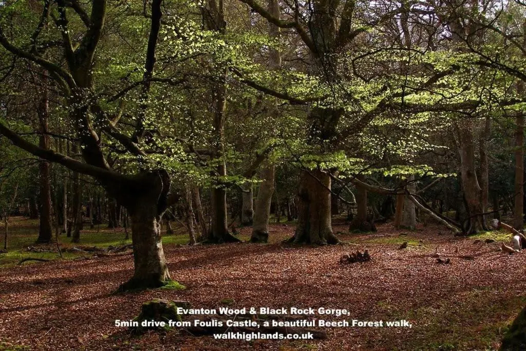 a forest of trees with leaves on the ground at Foulis Cottage, Foulis Estate, Highland Scotland in Ardullie