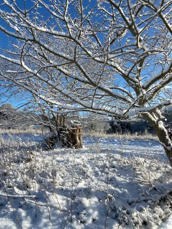 a snow covered field with a tree in the foreground at Dalvey Ploughmans Cottage in Forres