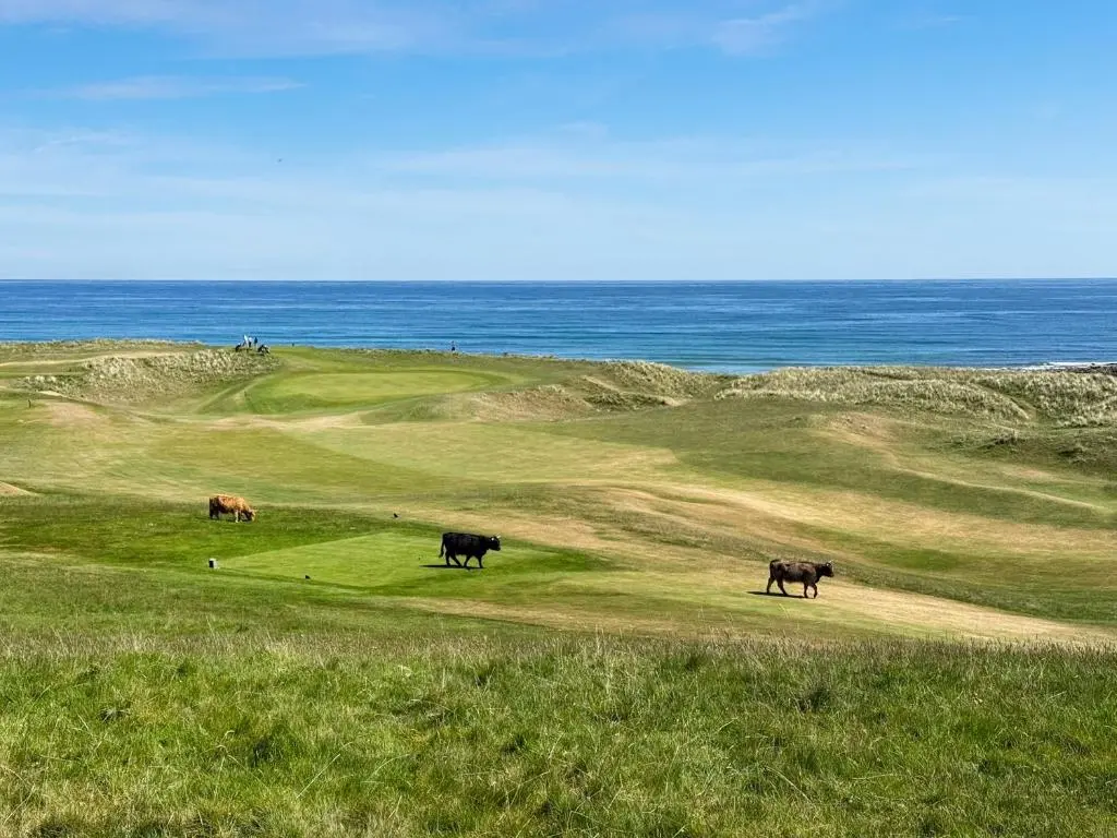 three cows walking in a field near the ocean at No4 The Links Apartments in Brora