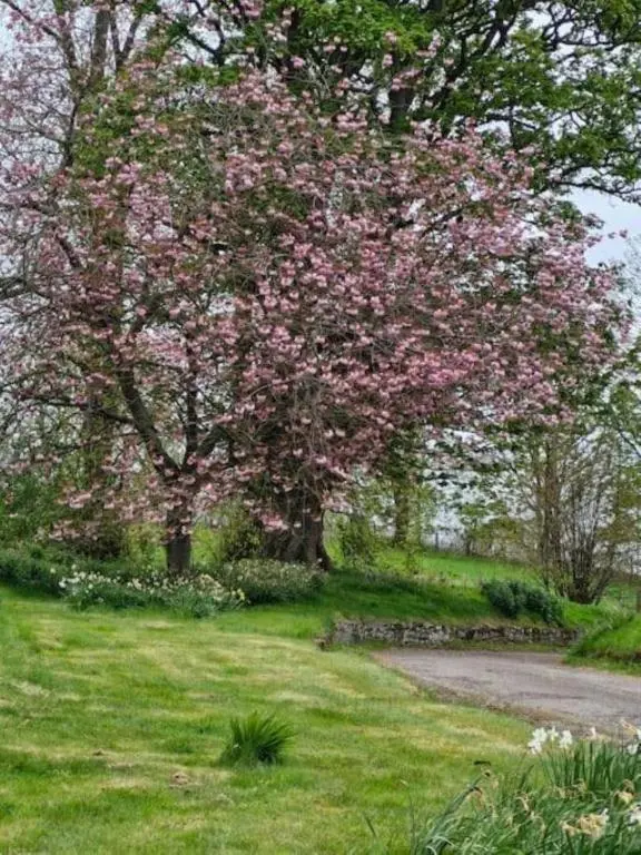 a tree with pink flowers on it in a field at The Garden Flat - Ardullie Lodge in Dingwall