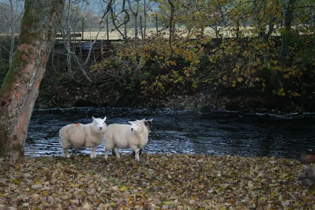 three sheep standing in front of a river at BCC Lochness Hostel pods in Bearnock