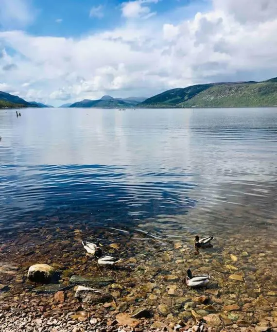 a group of ducks swimming in a large body of water at The Pod at Loch Ness Heights at Athbhinn, IV26TU in Inverness