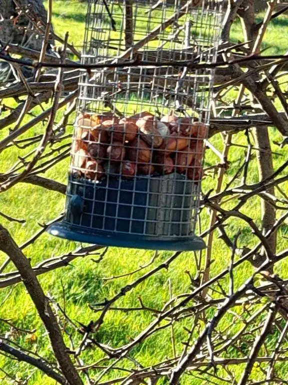 a bird cage filled with donuts in a tree at The Granary in Buckie