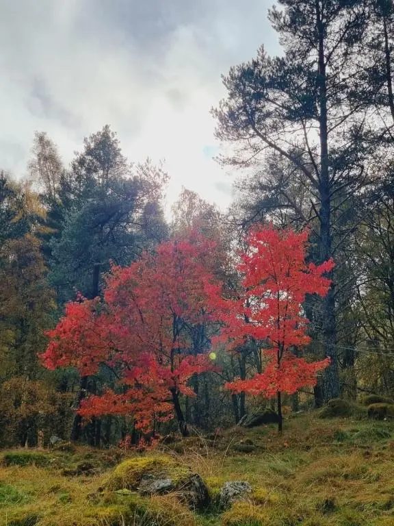 a red tree in the middle of a field at Our Log House in the woods in Balnald