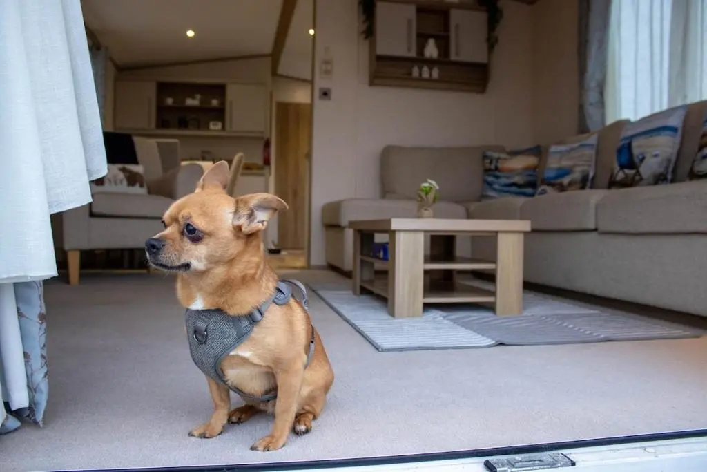 a small dog sitting on the floor in a living room at Eagle's Den Caravan Holiday Retreat in Lossiemouth