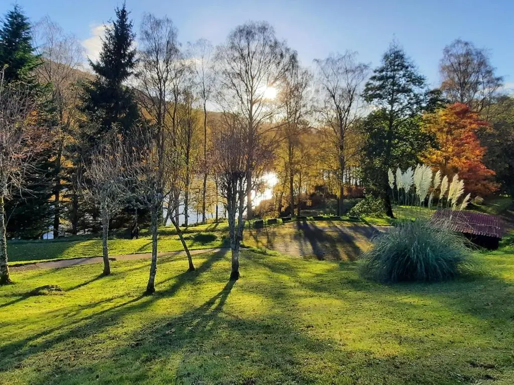 a group of trees in a grassy field at Clunie Dam Lodge in Blair Atholl