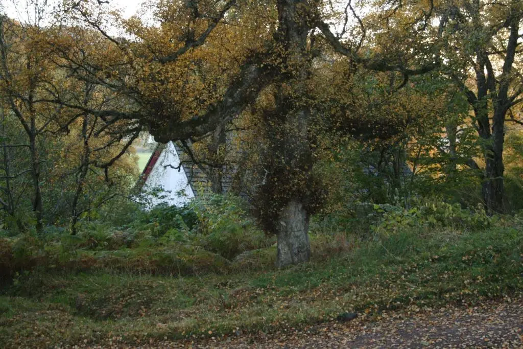 a tree in the middle of a field with trees at BCC Loch Ness Cottages in Drumnadrochit