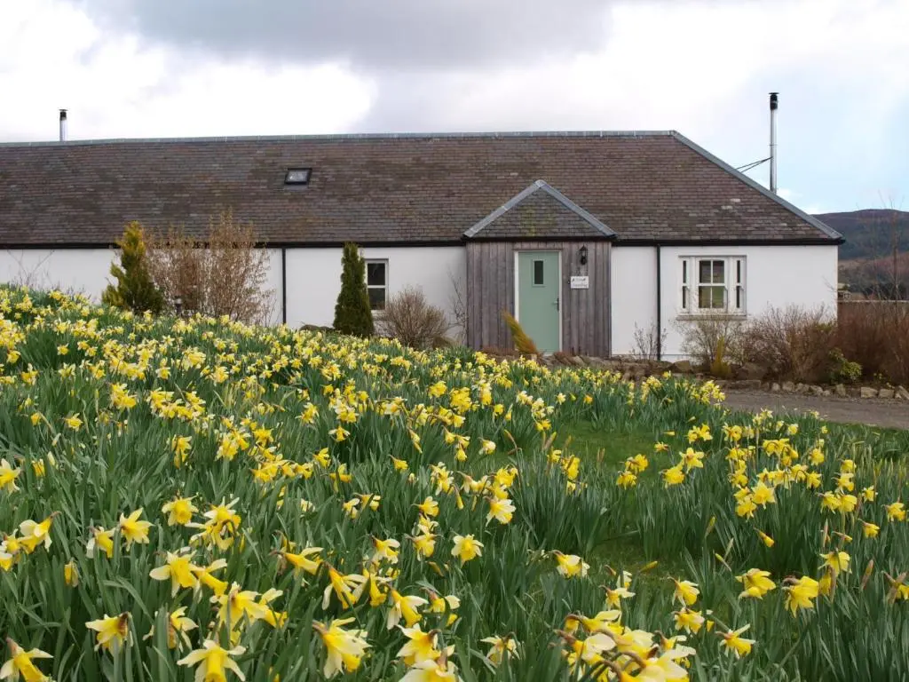 a field of daffodils in front of a house at Groose Hoose in Glenshee