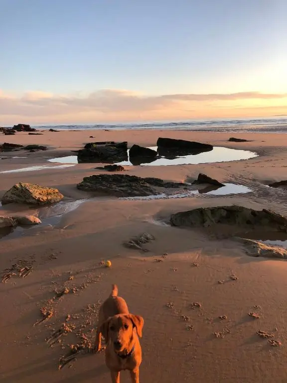 a dog walking on the beach with a hat on at Clashmore House Garden Cottage Dornoch in Dornoch
