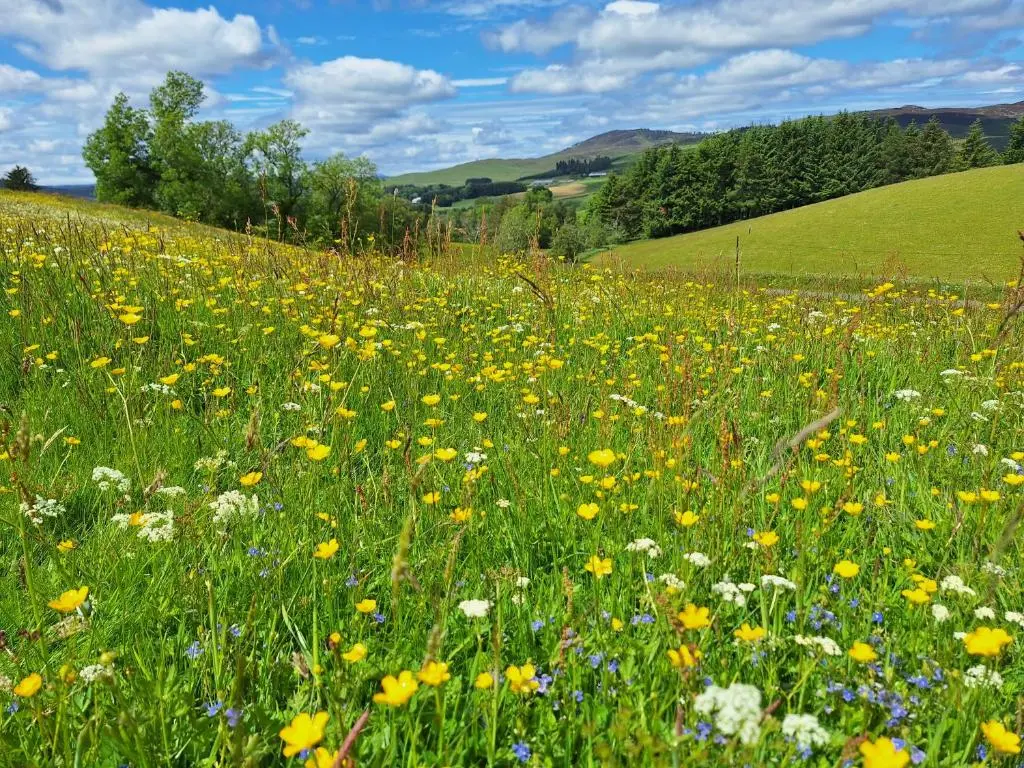 a field of flowers in a grassy field at Glenshee Glamping in Glenshee