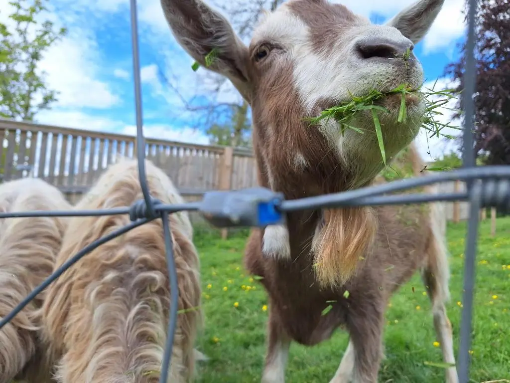 a goat is eating grass from a fence at Glenshee Glamping in Glenshee