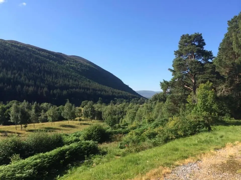 a hillside with trees and a grassy field with a mountain at Glentromie Estate in Ruthven