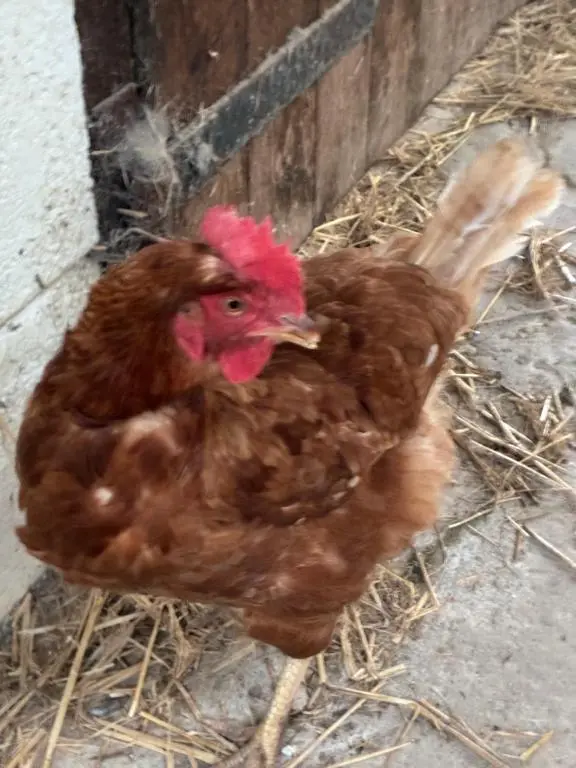 a brown chicken is standing in some hay at Cottage Farmhouse in Huntly