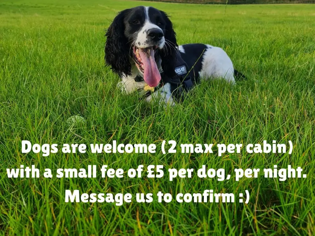 a black and white dog laying in the grass at The Loft Glamping & Camping in Kinloss