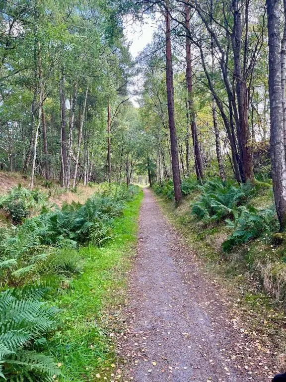 a dirt road in a forest with trees and plants at Barn Owl Pod - Speyside in Carron