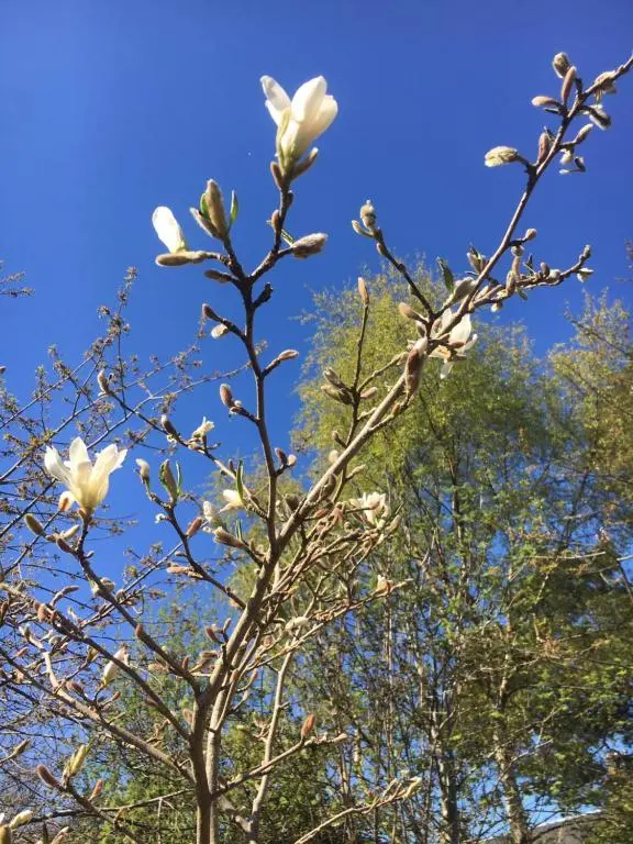a tree with white flowers in front of some trees at By the Brae in Inverness
