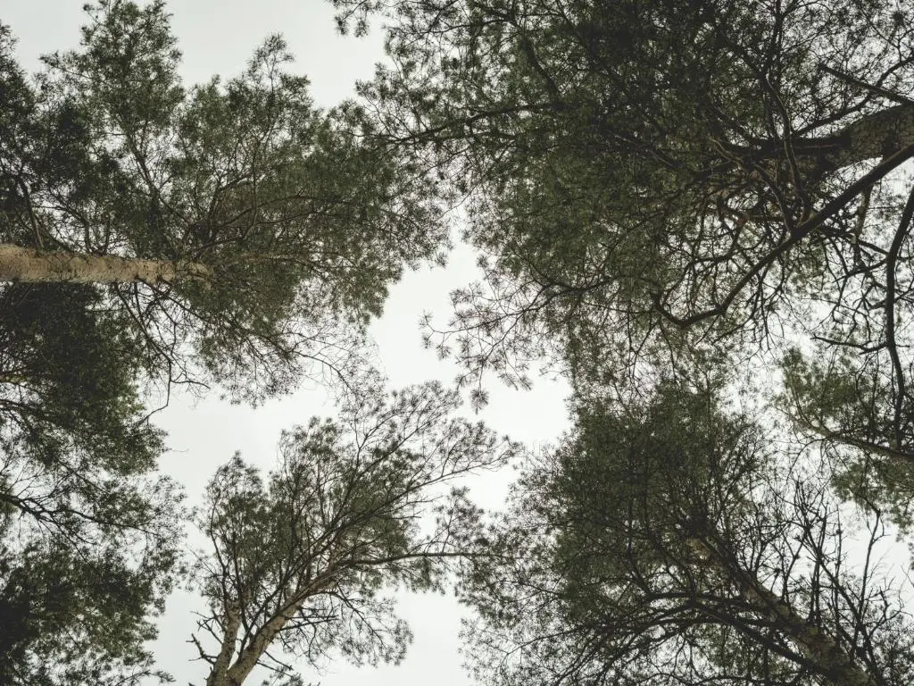 a view of the tops of trees against the sky at Lairg Lodge in Lairg