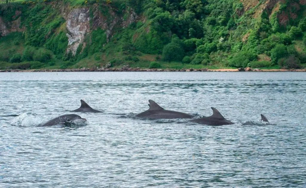 a group of dolphins swimming in the water at The Wee Heilan' Drochaid in Inverness