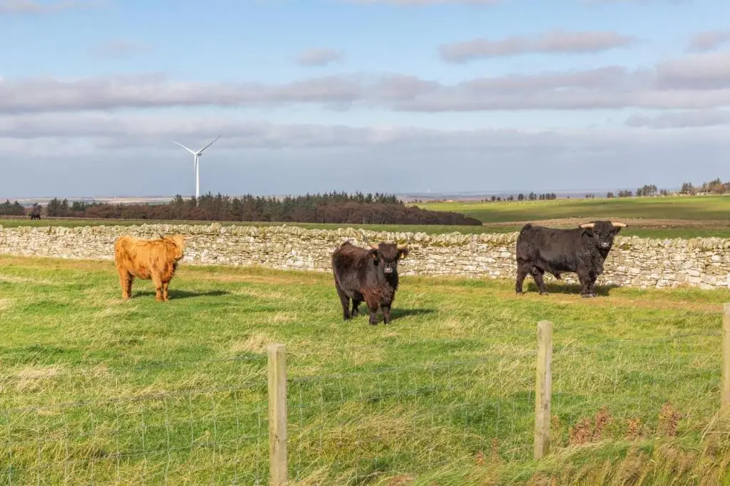 three cows standing in a field in front of a stone wall at 1 Bed in Wick oc-b33442 in Wick