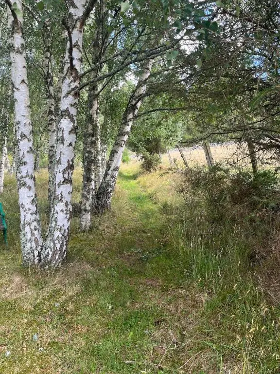 a forest with white birch trees and a green bench at Charming cottage close to the Cairngorms in Ballindalloch