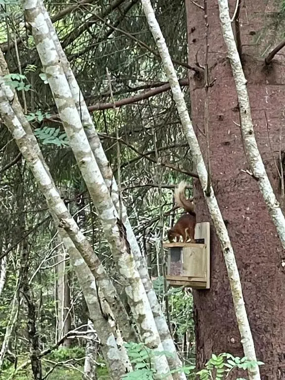 a monkey sitting on a bird feeder on a tree at Charming cottage close to the Cairngorms in Ballindalloch