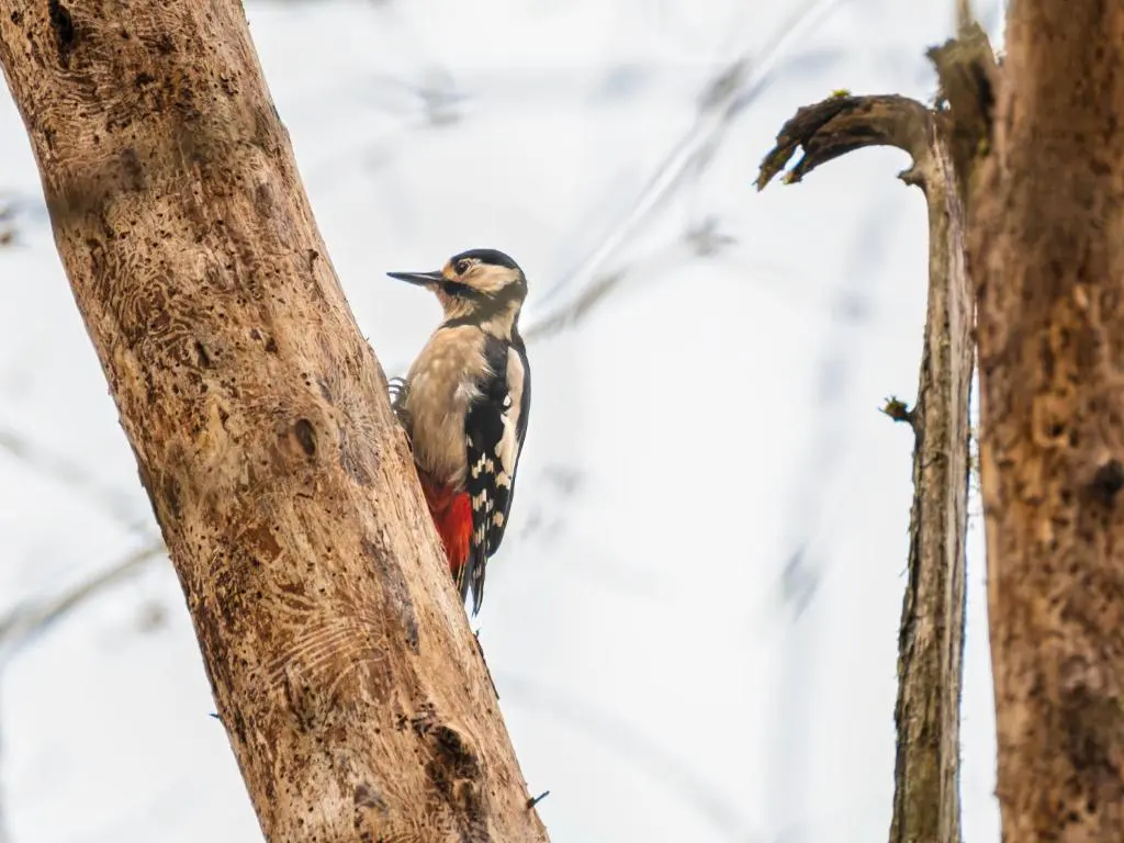 a bird perched on the side of a tree at Holiday Home Bunloit Farmhouse by Interhome in Drumnadrochit