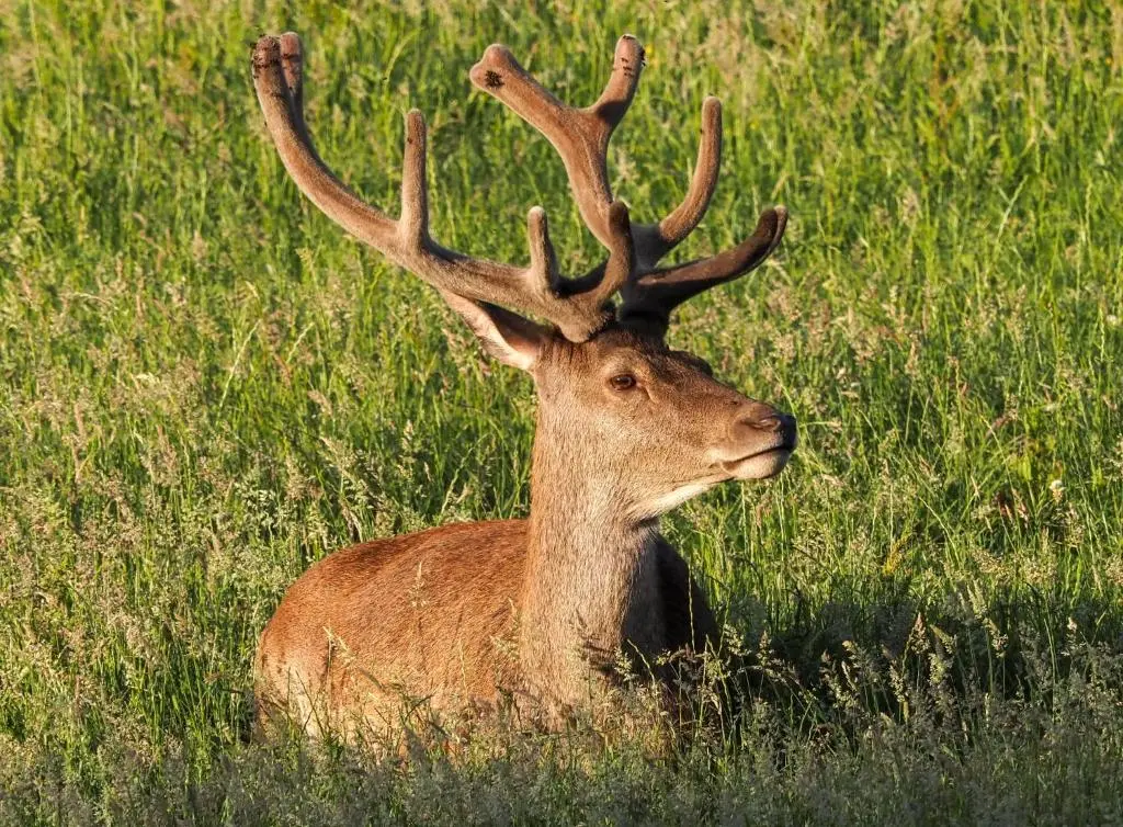 a deer laying in the grass in a field at Ardachy Riverside Accessible One bedroom Holiday let in Fort Augustus