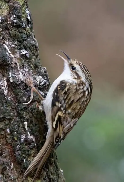 a bird is standing on a tree at Ardachy Riverside Accessible One bedroom Holiday let in Fort Augustus