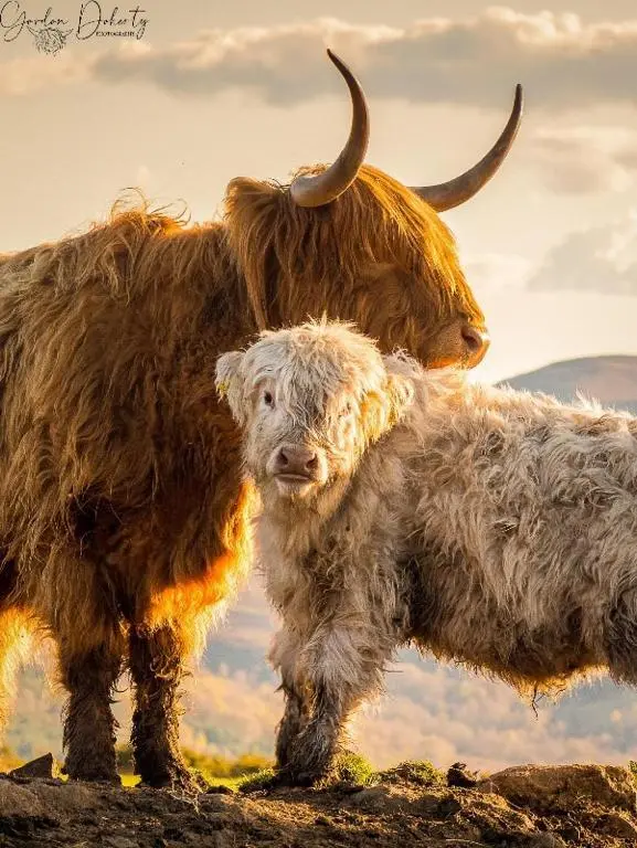 a cow and a baby animal standing on a hill at City Centre 3 Bedroom house with parking in Dalneigh