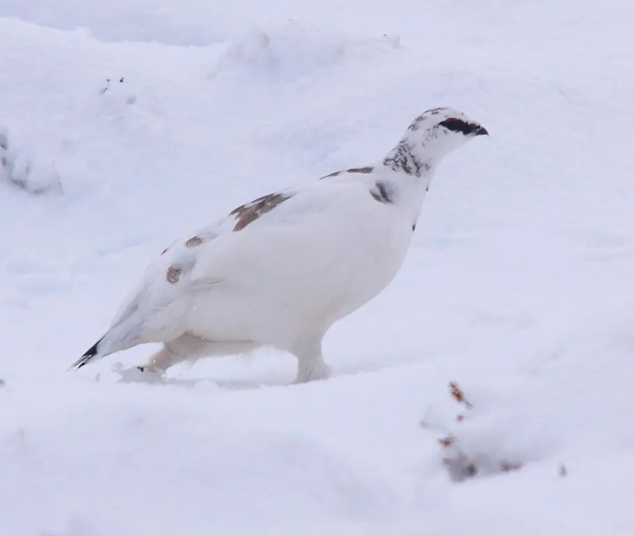 a white bird standing in the snow at Boat 32 in Boat of Garten
