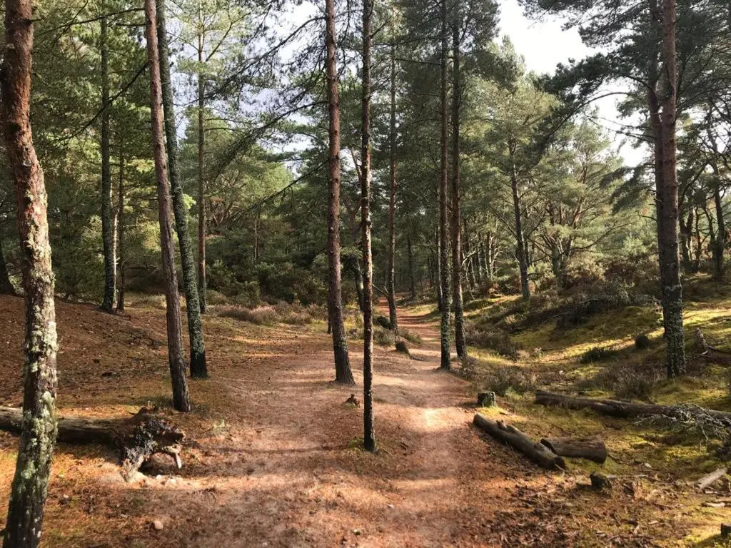 a dirt trail in a forest with trees at Moray Coast getaway in Lossiemouth