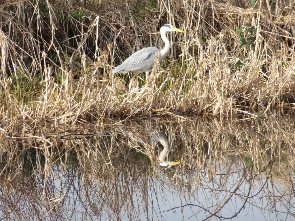 a pelican and a bird standing in the water at Dullatur in Newtonmore