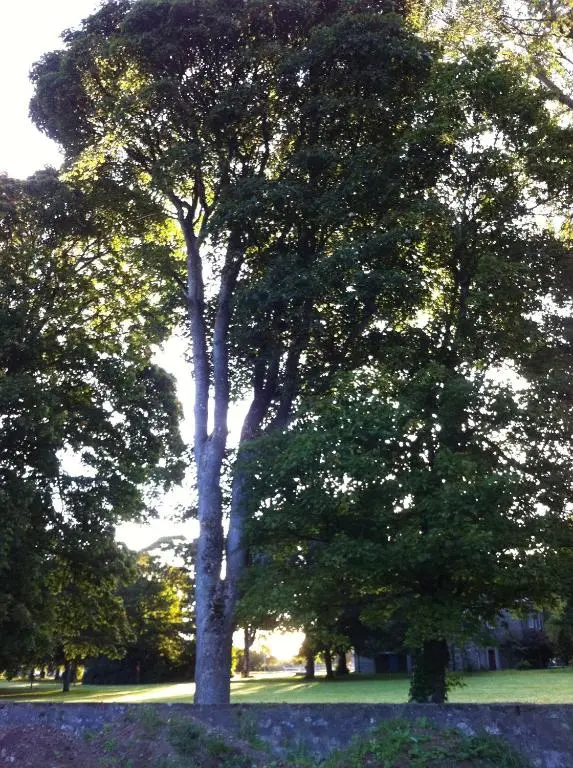 a group of trees in a park with blue flowers at Wee Corsee in Nairn