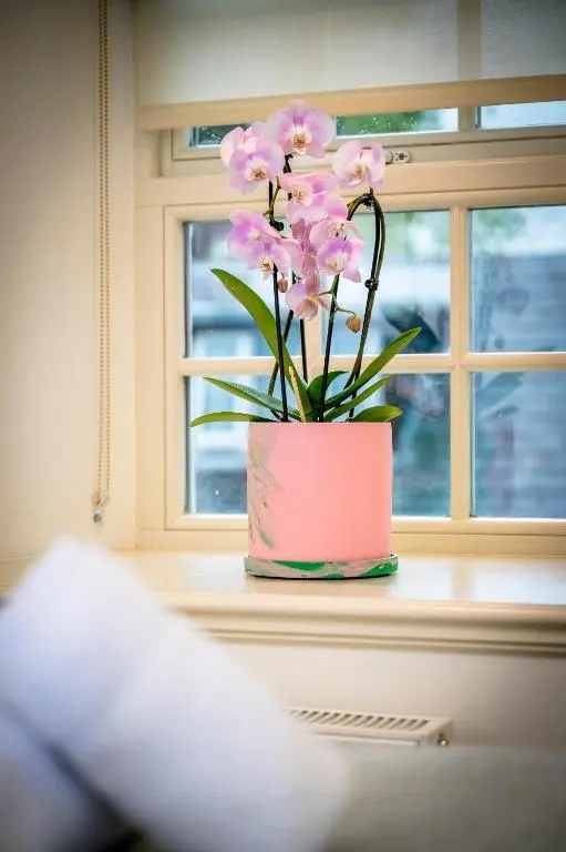 a pink flower in a pink pot on a window sill at Loch Ness Inn in Drumnadrochit