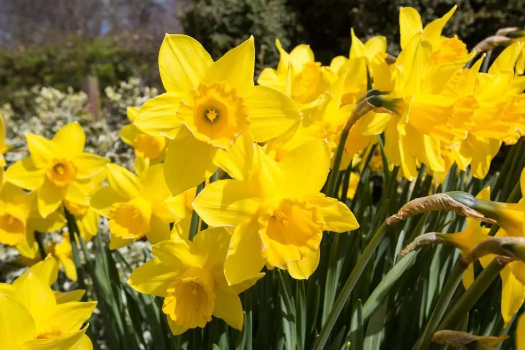 a bunch of yellow daffodils in a garden at Leanach Farm in Inverness