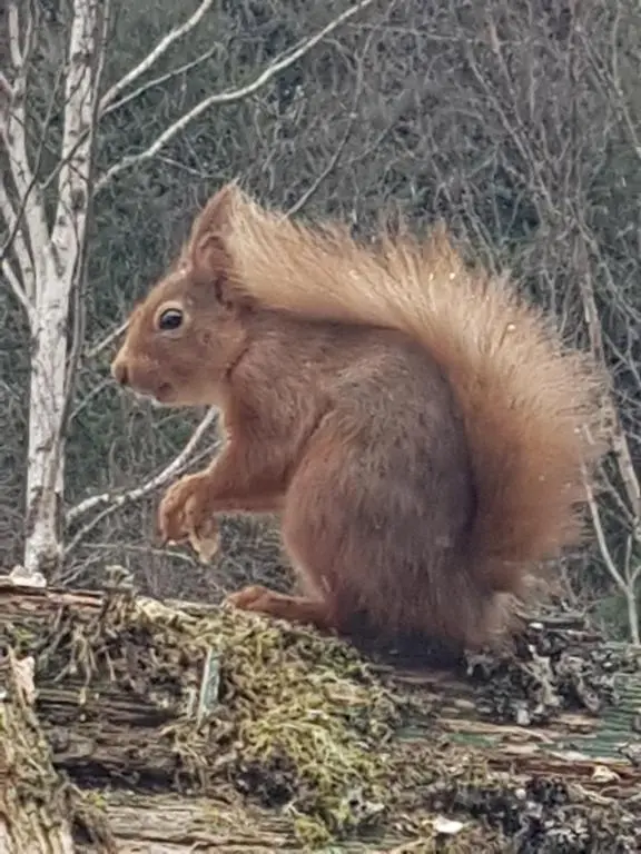 a squirrel sitting on top of a pile of grass at Faichemard Farm Chalets in Invergarry