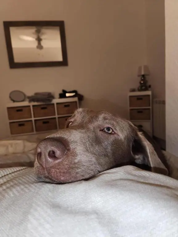 a large brown dog laying on top of a bed at Mary's Apartment in Rothes