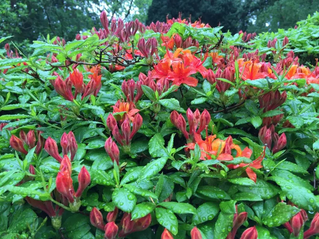 a group of red flowers in a garden at Firlands Lodge in Forres