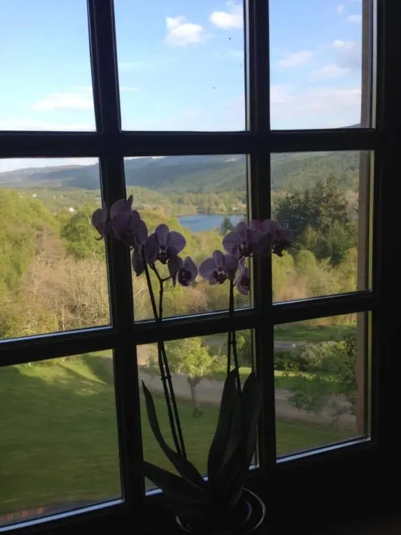 a vase with a flower in a window at Highland Bear Lodge & Luxury Bear Huts in Drumnadrochit