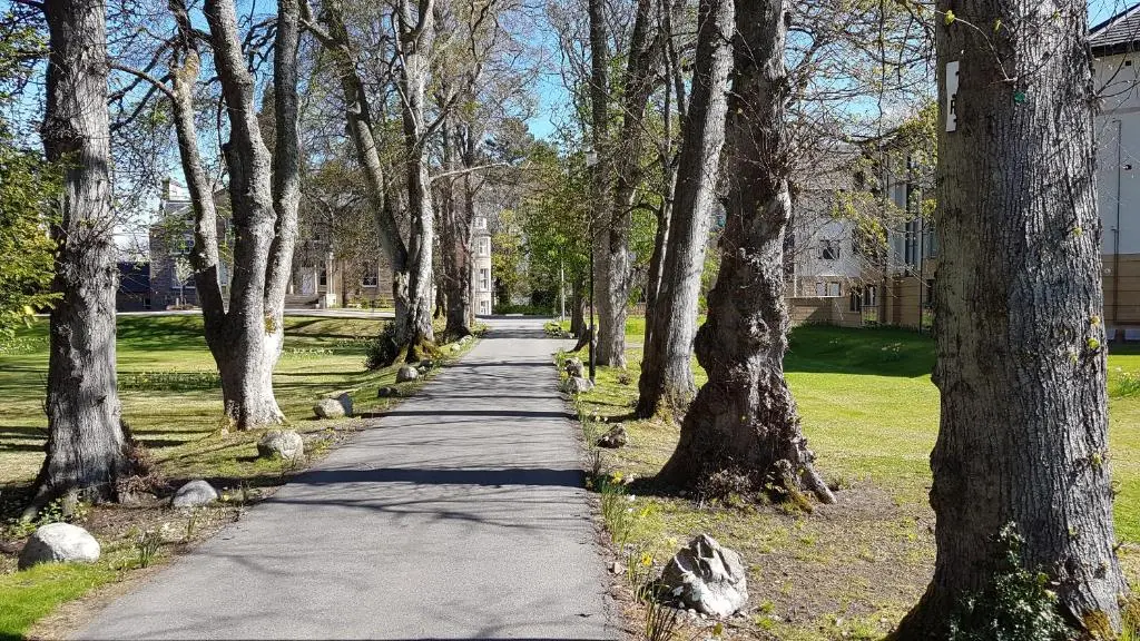a tree lined walkway in a park with trees at Hedgefield House Flat 34 in Inverness